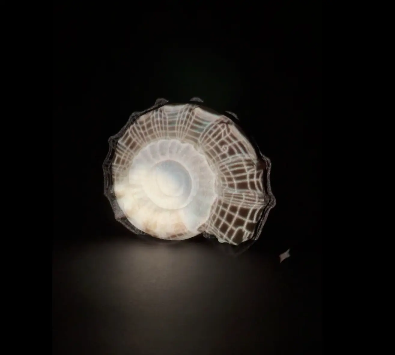 FOSSIL_LIFE (by Craig Harvey)